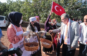 Hasat edilen üzümler Şire Şenliğinde tanıtıldı