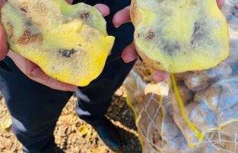 20 ton bozuk patates yakalandı