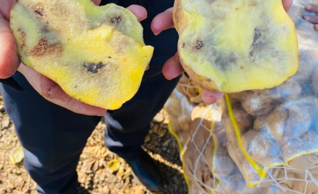 20 ton bozuk patates yakalandı