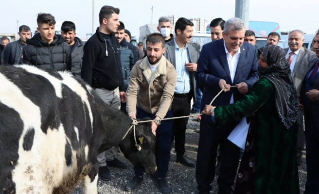 Büyükşehirden hayvan yetiştiricilerine destek